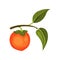 Ripe orange persimmon on small branch with green leaves. Healthy product. Sweet and tasty fruit. Flat vector icon