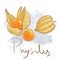 Ripe orange physalis, leaf isolated. Fresh golden fruit icon whole and peeled. Delisious food, vitamin