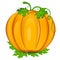 Ripe orange pumpkin