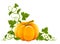 Ripe orange pumpkin vegetable