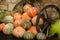 Ripe orange pumpkins stacked