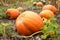 Ripe orange pumpkins with vine at the field in autumn