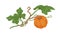 Ripe orange round pumkin growing with green leaves. Ripened autumn harvest. Fall botanical drawing in vintage style