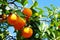 Ripe oranges hanging