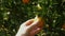 Ripe oranges or tangerines on branch of tree in fruit garden