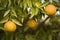 Ripe oranges on tree