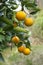 Ripe Oranges on the Tree in Florida