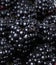 Ripe organic blackberries close up