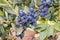 Ripe organic blueberries growing on a blueberry bush