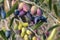 Ripe organic Calamata olives hanging on olive tree branch with blurred background and copy space