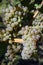 Ripe Organic Chardonnay Grapes