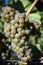 Ripe Organic Chardonnay Grapes