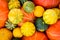 Ripe organic colored pumpkins