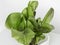 ripe organic green romano salad on a white background close-up