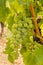 Ripe organic green seedless table grapes in vineyard
