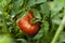 Ripe Organic Heirloom Tomatoes in a Garden