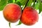 Ripe organic peach fruits on branch