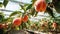 Ripe organic peaches growing on tree in greenhouse. Healthy fruits concept Generative AI