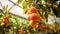 Ripe organic peaches growing on tree in greenhouse. Healthy fruits concept Generative AI