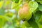 Ripe organic pear on a branch in the garden seasonal harvest. Green pear on a branch with leaves