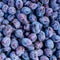 Ripe organic plums on the farmers market. Close-up plum background. Healthy vegan food