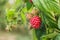 Ripe organic raspberry, growing on a branch.