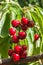 Ripe organic Stella cherries hanging on cherry tree branch with blurred background