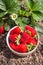 Ripe organic strawberries in porcelain bowl in strawberry garden