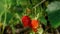 Ripe organic strawberry bush in the garden close up