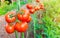 Ripe organic tomatoes in garden ready to harvest