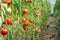 Ripe organic tomatoes in garden ready to harvest .Tomato growing in greenhouse. Bio tomatoes