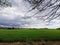 Ripe paddy field ready to harvest in Penampang. Kota Kinabalu, Sabah. Malaysia, Borneo.