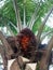 Ripe palm fruit bunches are characterized by fresh red