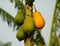 ripe papaya fruit on the tree