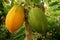 Ripe papaya and raw papaya in the same tree