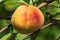 Ripe peach fruit hangs on a branch of a peach tree with leaves in the garden. Harvesting peaches.