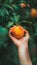 Ripe peach held in hand, selecting peach with blurred background, copy space for text