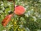 Ripe peach near a flower seed pod