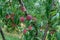 Ripe peaches hanging on a branch on peach tree