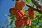 Ripe peaches ready to pick on tree branches