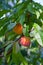 Ripe peaches on tree branch. Close up view of peaches grow on peach tree branch with leaves