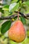 Ripe pear fruits