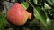 ripe pear on a tree, farm fruit harvest