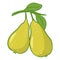 Ripe pears on branch with leaves isolated illustration