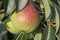 Ripe pears hang on a branch. Harvesting fruits in the garden in autumn