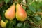 Ripe pears on tree