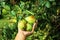 Ripe pears on the tree fruit harvest