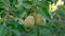 Ripe pears on tree in garden.