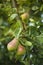 Ripe pears on a tree in summer.