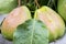 Ripe pears with water drops on a pear tree among foliage in an orchard closeup. Ripe pears with rain drops hanging on the tree